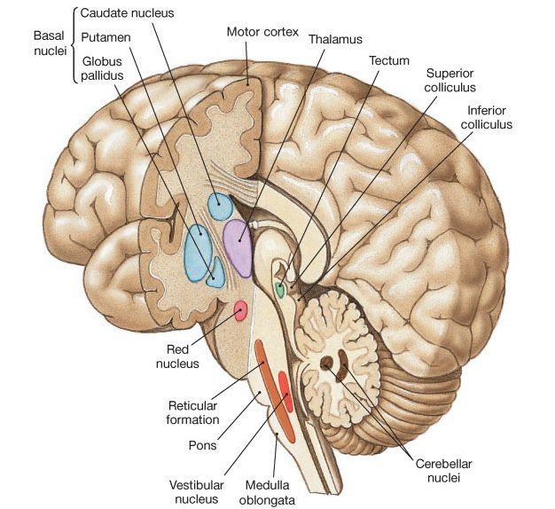Le produit chimique du cerveau qui vous aide à briser les mauvaises habitudes vient d'être identifié.